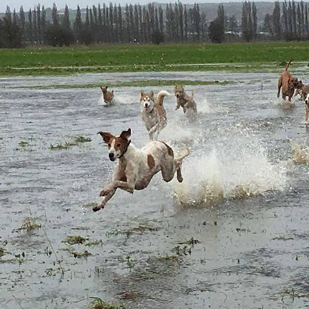 Dogs splashing in the chester waters